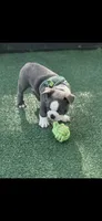 Blue-AKC, a male Boston Terrier for sale in Konawa, OK – 5 of 10