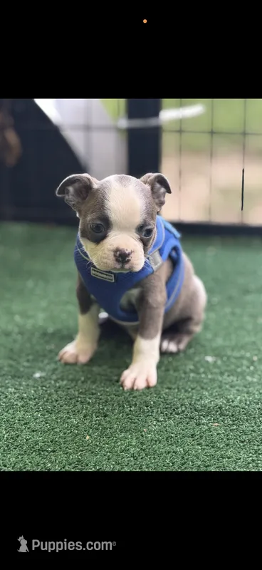 Jesse-AKC – Boston Terrier puppy for sale in Konawa, OK