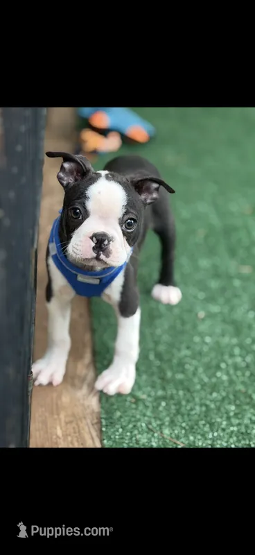 Bolt-AKC – Boston Terrier puppy for sale in Konawa, OK