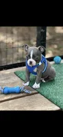 Lane-AKC, a male Boston Terrier for sale in Konawa, OK – 9 of 10