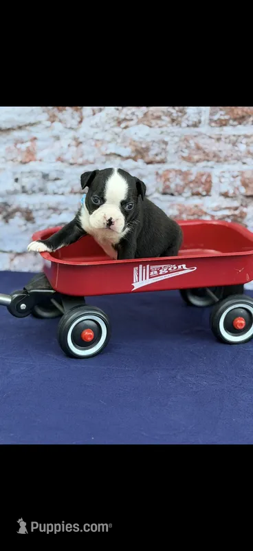 Wyatt-AKC – Boston Terrier puppy for sale in Konawa, OK