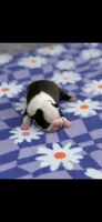 Dolly-AKC, a female Boston Terrier for sale in Konawa, OK – 5 of 9