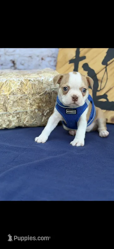 Oliver-AKC – Boston Terrier puppy for sale in Konawa, OK