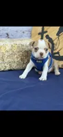 Oliver-AKC, a male Boston Terrier for sale in Konawa, OK – 1 of 10