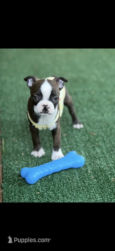 Lainey – Boston Terrier puppy for sale in Konawa, OK