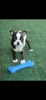 Lainey, a female Boston Terrier for sale in Konawa, OK – 1 of 10