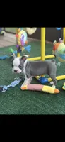 Chrissy-AKC, a female Boston Terrier for sale in Konawa, OK – 2 of 10