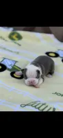 Hudson-AKC, a male Boston Terrier for sale in Konawa, OK – Photo 4 of 6