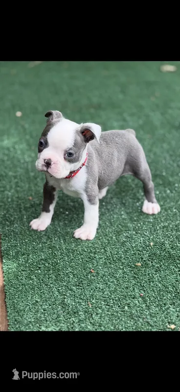 Henry-AKC – Boston Terrier puppy for sale in Konawa, OK