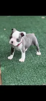 Henry-AKC, a male Boston Terrier for sale in Konawa, OK – 3 of 10