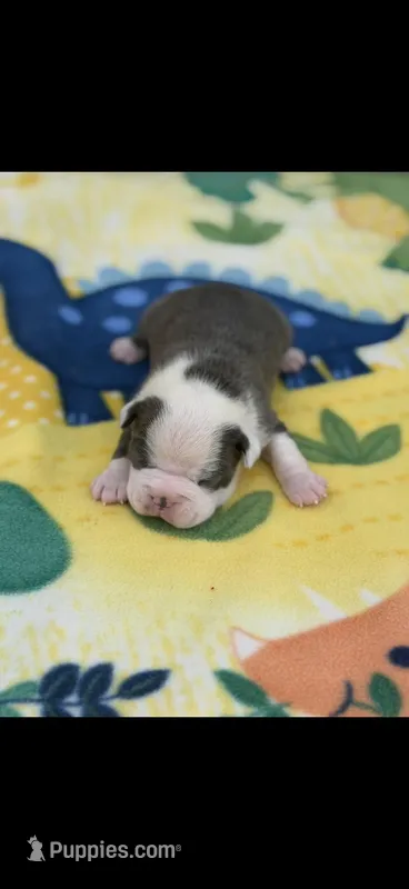 Henry-AKC – Boston Terrier puppy for sale in Konawa, OK