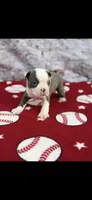 Henry-AKC, a male Boston Terrier for sale in Konawa, OK – 8 of 10
