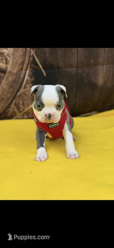 Henry-AKC – Boston Terrier puppy for sale in Konawa, OK
