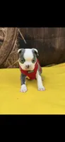 Henry-AKC, a male Boston Terrier for sale in Konawa, OK – 7 of 10