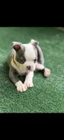Henry-AKC, a male Boston Terrier for sale in Konawa, OK – 5 of 10
