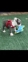 Henry-AKC, a male Boston Terrier for sale in Konawa, OK – 6 of 10