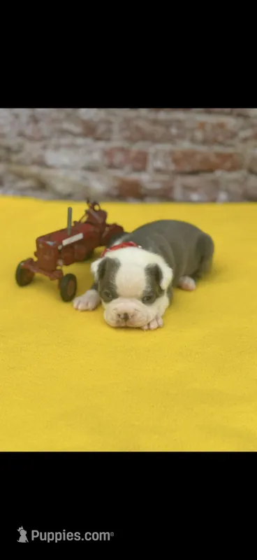 Henry-AKC – Boston Terrier puppy for sale in Konawa, OK