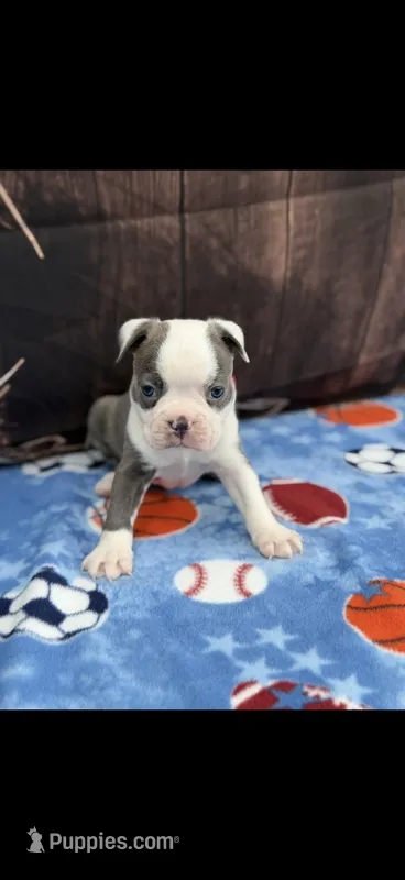 Henry-AKC – Boston Terrier puppy for sale in Konawa, OK