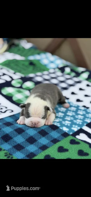 Hudson-AKC – Boston Terrier puppy for sale in Konawa, OK