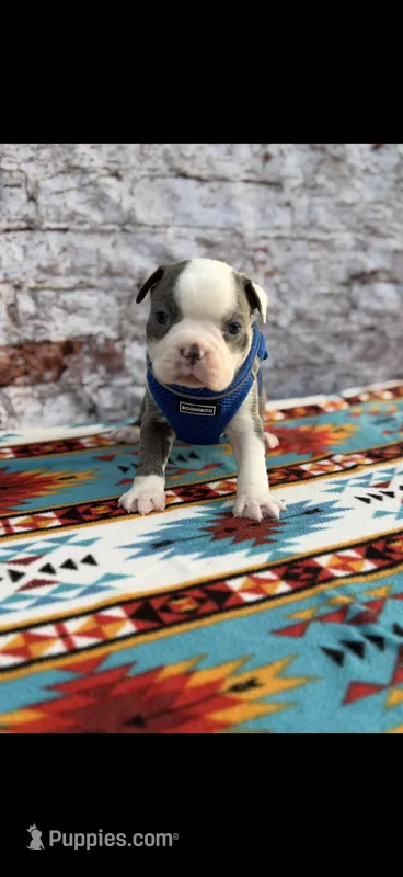 Henry-AKC – Boston Terrier puppy for sale in Konawa, OK