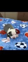 Hudson-AKC, a male Boston Terrier for sale in Konawa, OK – Photo 5 of 6