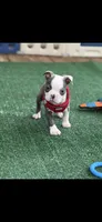 Henry-AKC, a male Boston Terrier for sale in Konawa, OK – 4 of 10