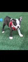 Max-AKC, a male Boston Terrier for sale in Konawa, OK – 3 of 10