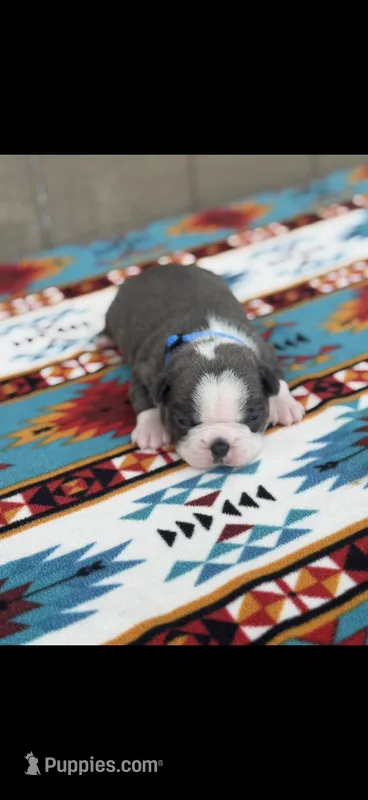 Blue-AKC – Boston Terrier puppy for sale in Konawa, OK