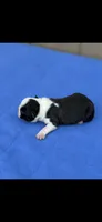 Charlie-AKC, a male Boston Terrier for sale in Konawa, OK – 6 of 7