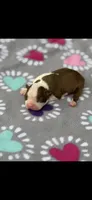 Reba-AKC, a female Boston Terrier for sale in Konawa, OK – 5 of 6