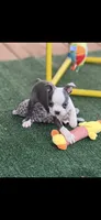 Chrissy-AKC, a female Boston Terrier for sale in Konawa, OK – 4 of 10
