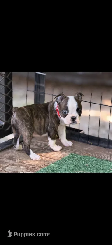 Tyson-AKC – Boston Terrier puppy for sale in Konawa, OK