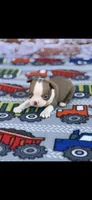 Rusty-AKC , a male Boston Terrier for sale in Konawa, OK – Photo 3 of 8