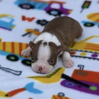 Rusty-AKC , a male Boston Terrier for sale in Konawa, OK – Photo 5 of 8