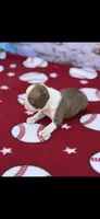 Rusty-AKC , a male Boston Terrier for sale in Konawa, OK – Photo 7 of 8