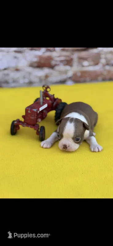 Rusty-AKC  – Boston Terrier puppy for sale in Konawa, OK