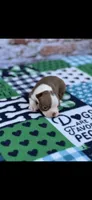 Rusty-AKC , a male Boston Terrier for sale in Konawa, OK – Photo 6 of 8