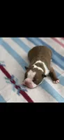 Rocky-AKC, a male Boston Terrier for sale in Konawa, OK – 5 of 8