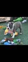 Jasmine-AKC, a female Boston Terrier for sale in Konawa, OK – 2 of 8