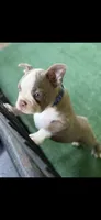 Luke-AKC, a male Boston Terrier for sale in Konawa, OK – 2 of 10