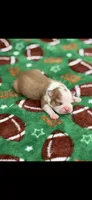Oliver-AKC, a male Boston Terrier for sale in Konawa, OK – 6 of 6