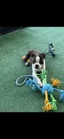 Wade-AKC, a male Boston Terrier for sale in Konawa, OK – 2 of 8