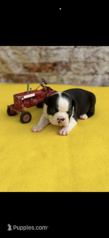 Charlie-AKC – Boston Terrier puppy on hold in Konawa, OK