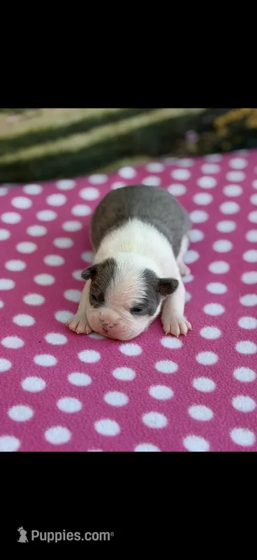 Stella-AKC – Boston Terrier puppy for sale in Konawa, OK
