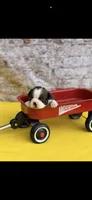 Jase-AKC, a male Boston Terrier for sale in Konawa, OK – 4 of 10