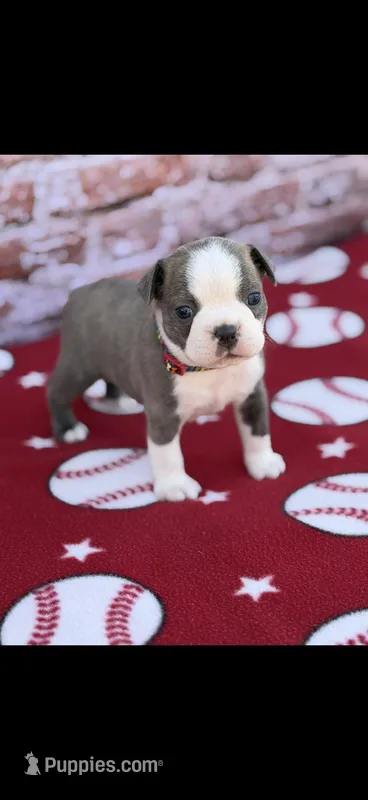 Jace-AKC – Boston Terrier puppy for sale in Konawa, OK