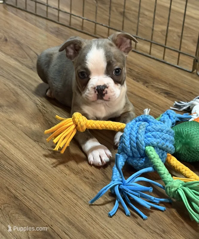 Nash-AKC – Boston Terrier puppy for sale in Konawa, OK
