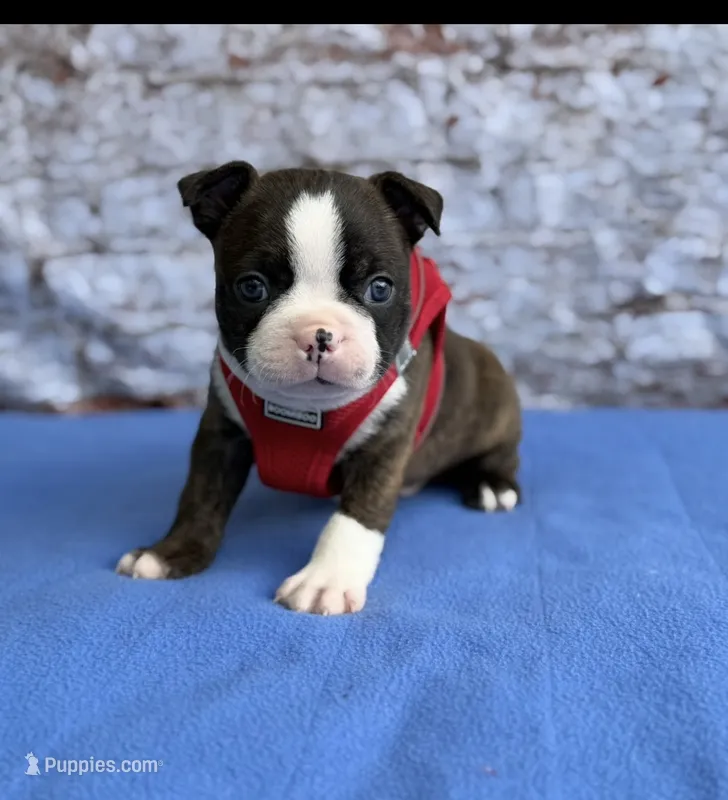 Alan-AKC – Boston Terrier puppy for sale in Konawa, OK