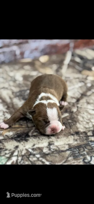Rocky-AKC – Boston Terrier puppy for sale in Konawa, OK