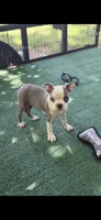 Kasey-AKC, a female Boston Terrier for sale in Konawa, OK – 2 of 4